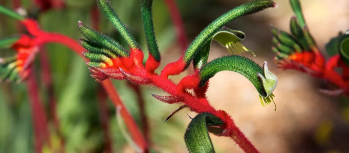 Anigozanthos spp