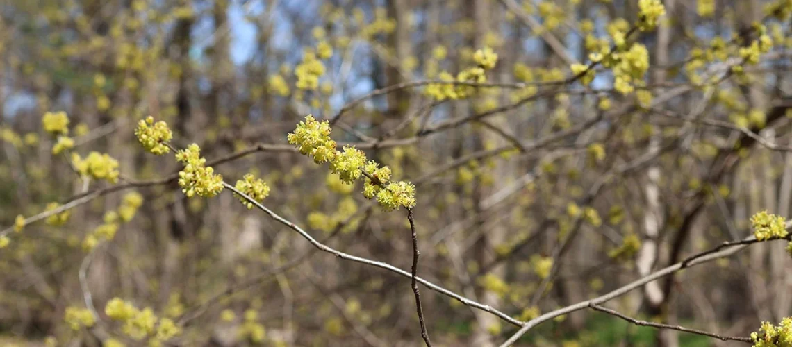 Spicebush