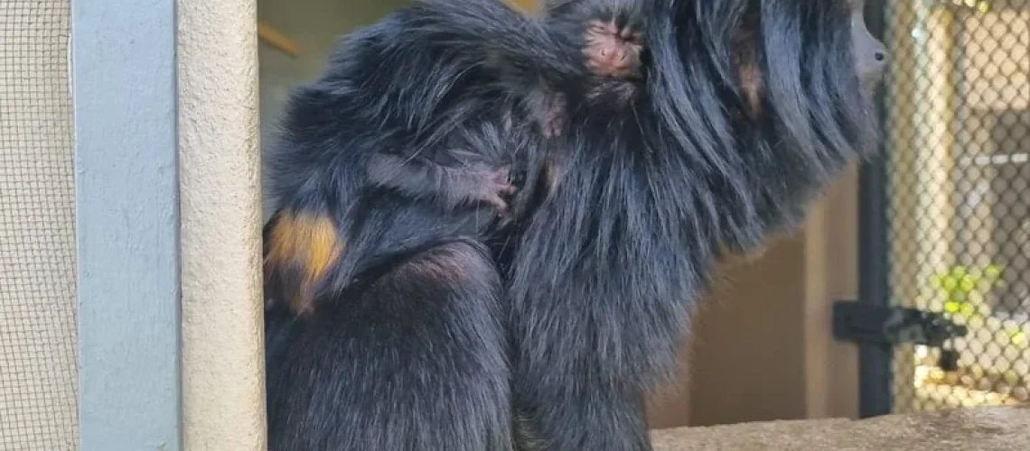 Sagui