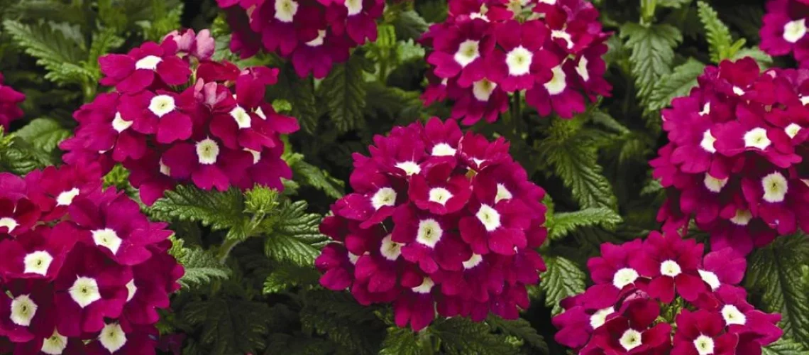 Flores