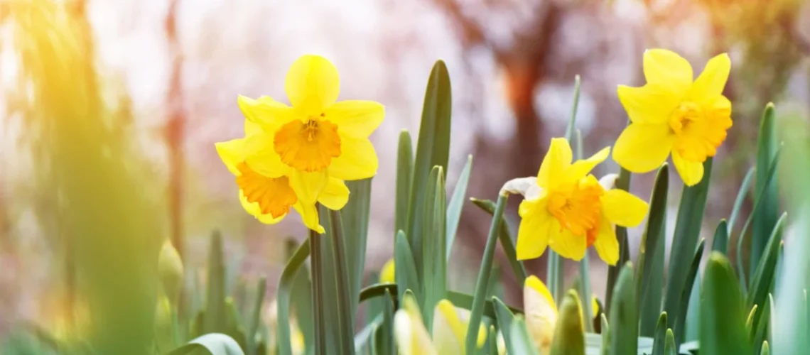 Narciso